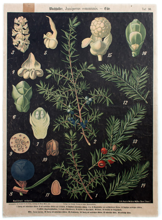 Wacholder, Juniperus communis, Prof. Dr. Pilling, 1916 - Josef und Josefine
