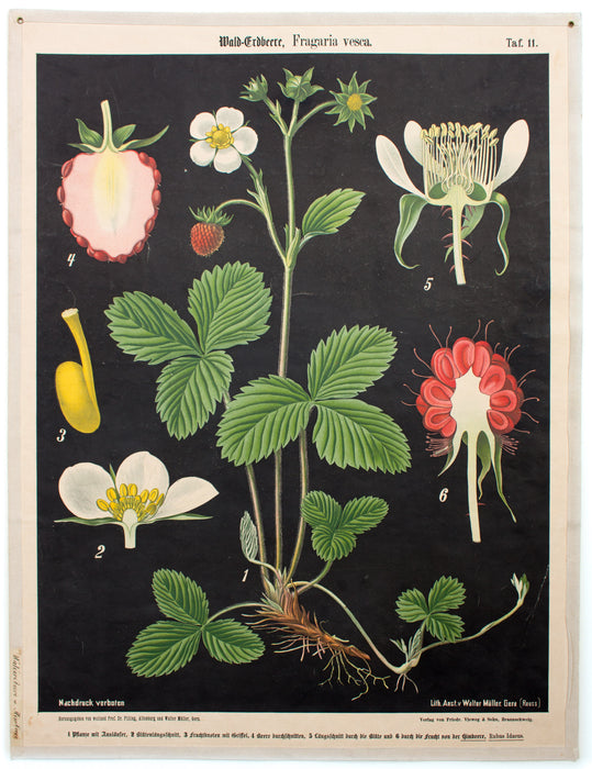 Wald-Erdbeere, Fragaria vesca, Prof. Dr. Pilling, 1916 - Josef und Josefine