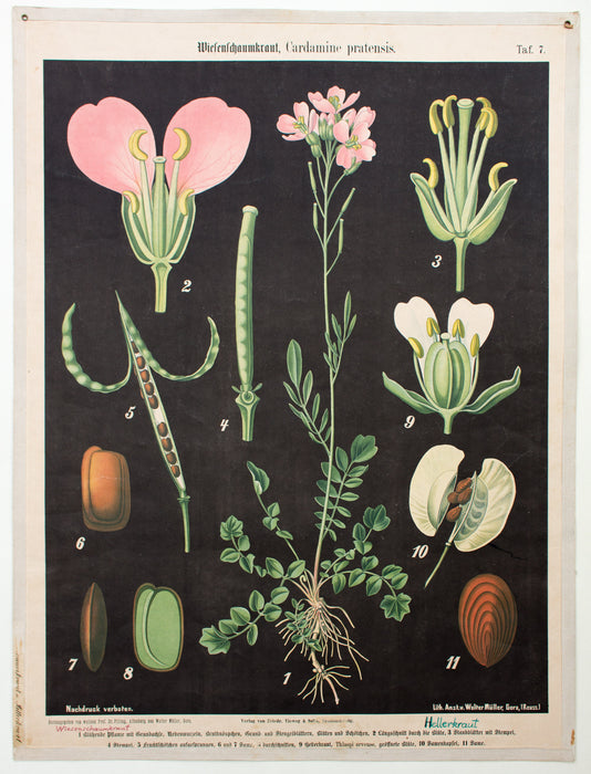 Wiesenschaumkraut, Cardamine pratensis, Prof. Dr. Pilling, 1916 - Josef und Josefine