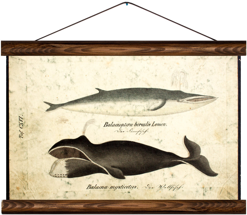 Whales, reprint on linen - Josef und Josefine