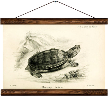 Turtle, reprint on linen - Josef und Josefine