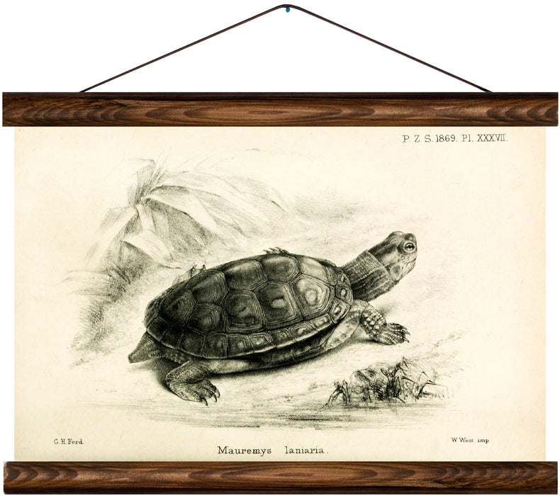 Turtle, reprint on linen - Josef und Josefine