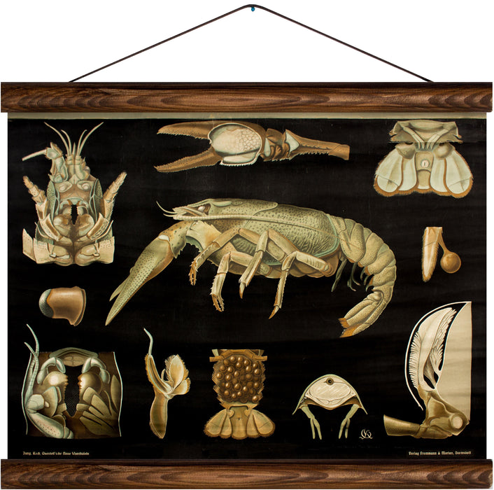 Lobster, reprint on linen - Josef und Josefine