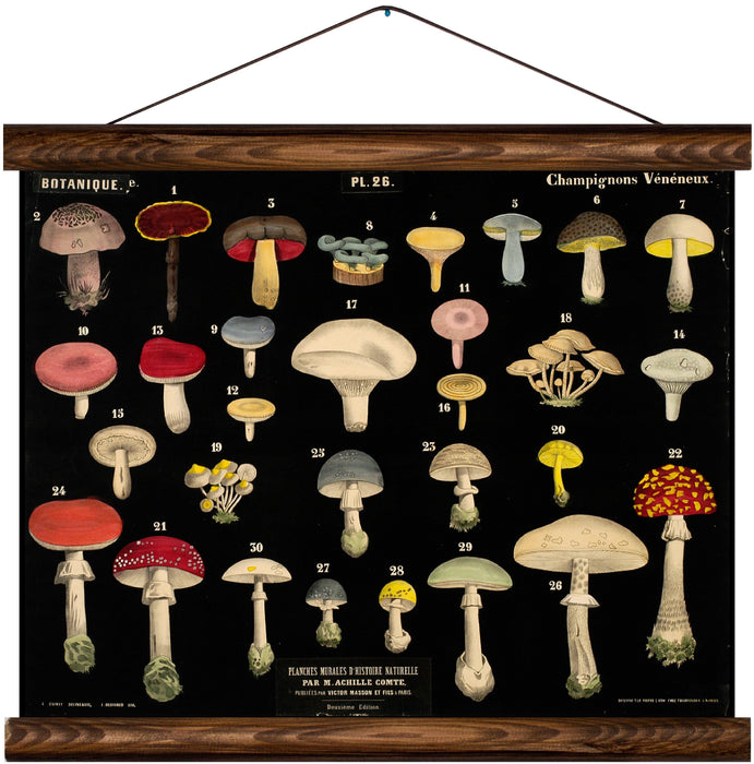 Different types of mushrooms, reprint on linen - Josef und Josefine