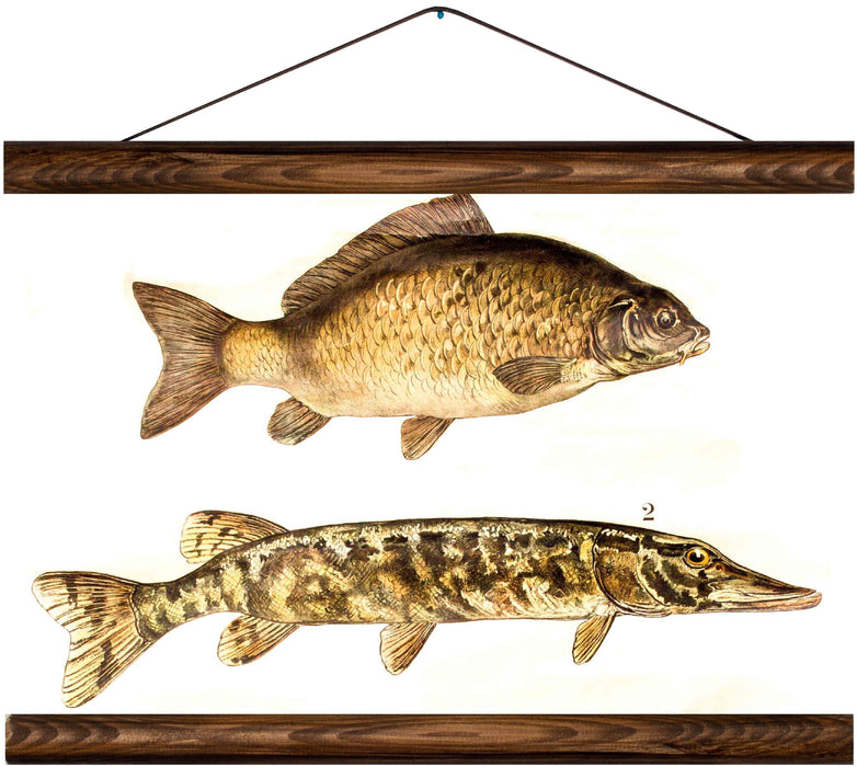 Carp and northern pike, reprint on linen - Josef und Josefine