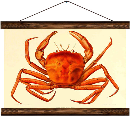 Crab, reprint on linen - Josef und Josefine