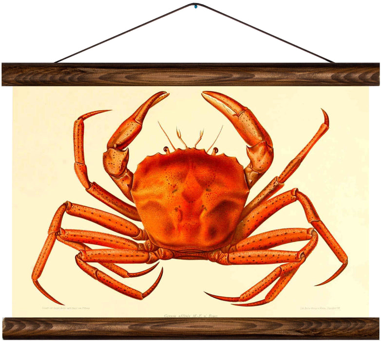 Crab, reprint on linen - Josef und Josefine