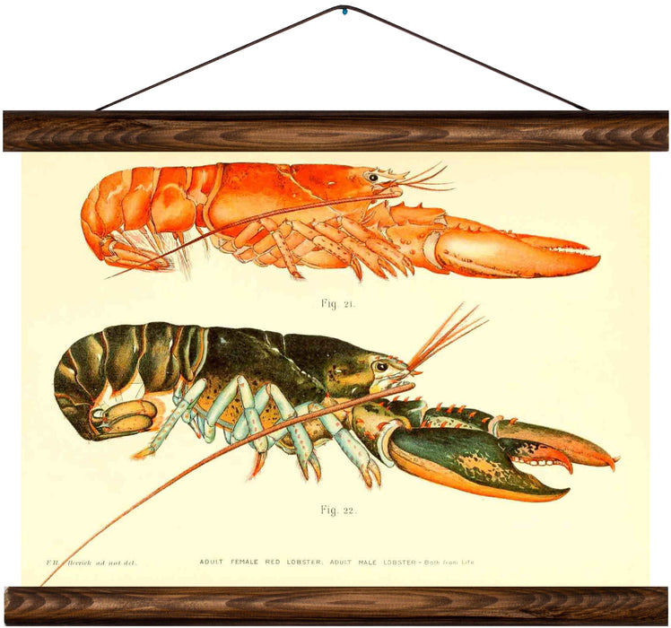 Lobster, reprint on linen - Josef und Josefine