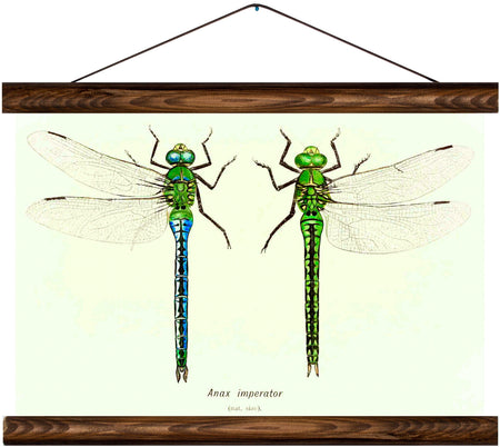 Dragonflies, reprint on linen - Josef und Josefine