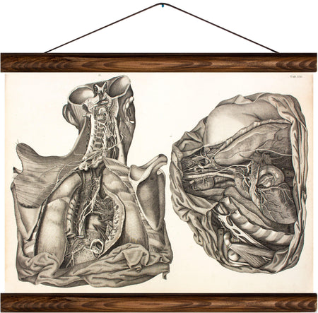 Human body, reprint on linen - Josef und Josefine