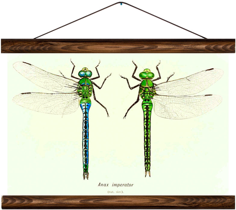 Dragonflies, reprint on linen - Josef und Josefine