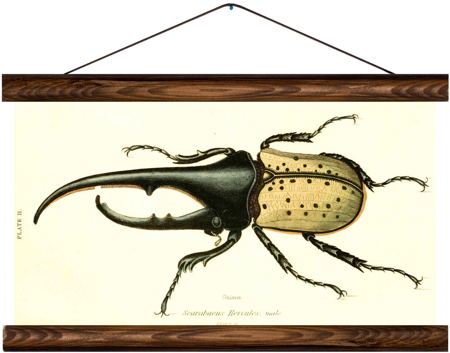 Hercules beetle, reprint on linen - Josef und Josefine