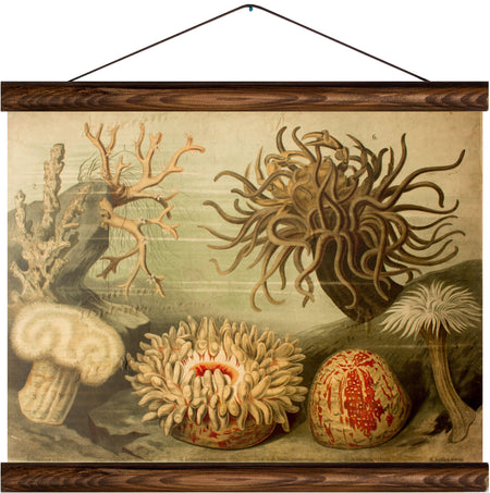 Corals, reprint on linen - Josef und Josefine