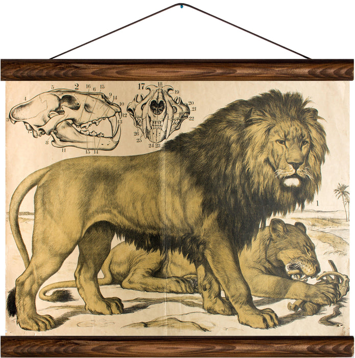 Lion, reprint on linen - Josef und Josefine