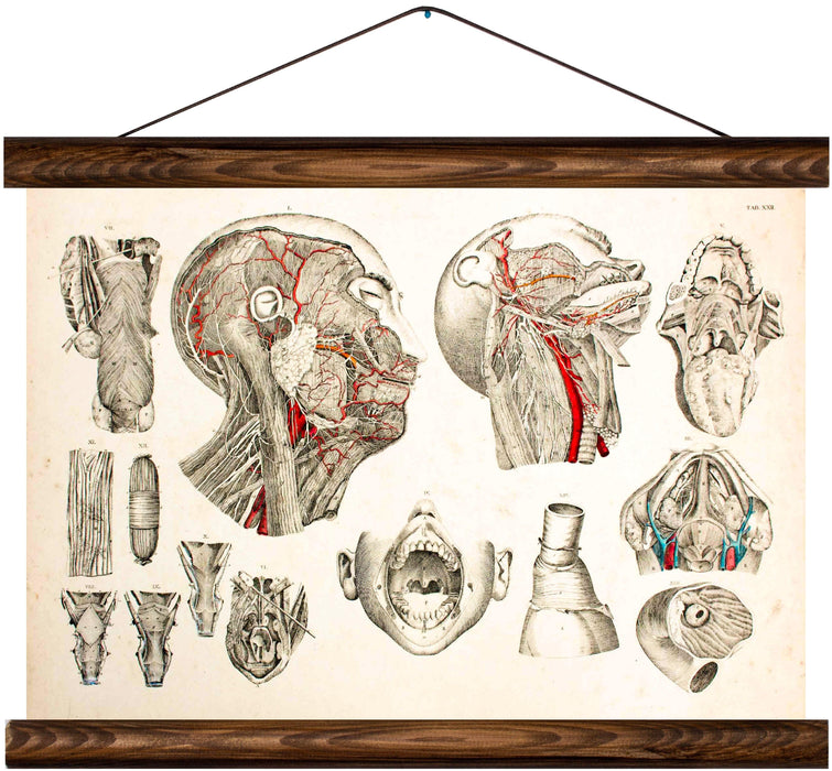 Human head, reprint on linen - Josef und Josefine