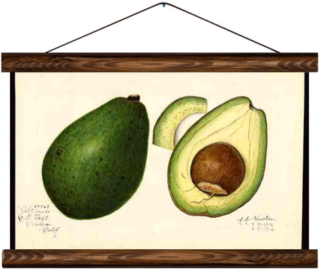 Avocados, reprint on linen - Josef und Josefine