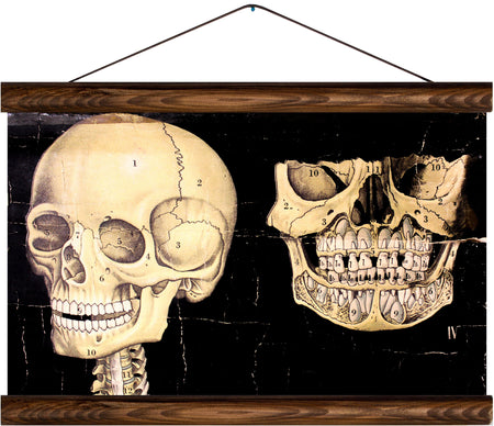 Human jaw, reprint on linen - Josef und Josefine