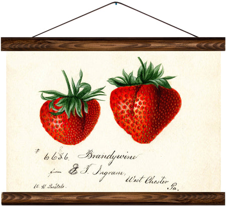 Strawberries, reprint on linen - Josef und Josefine