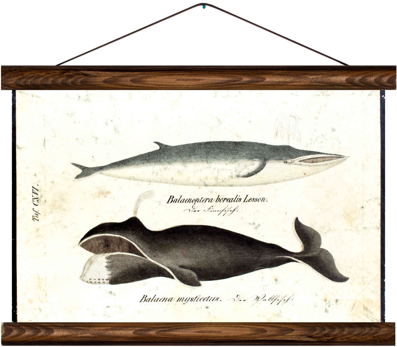 Whales, reprint on linen - Josef und Josefine