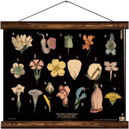 Different types of flowers, reprint on linen - Josef und Josefine