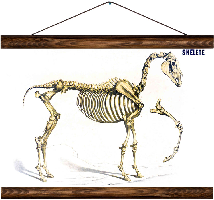 Skeleton of a horse, reprint on linen - Josef und Josefine