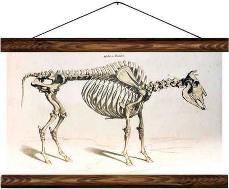 Skeleton of a cow, reprint on linen - Josef und Josefine