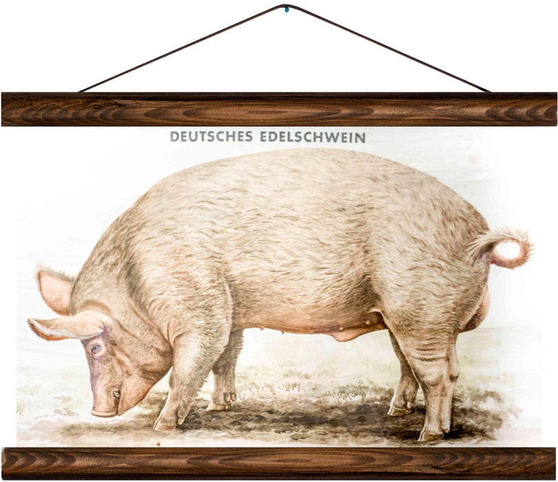 Domestic pig, reprint on linen - Josef und Josefine