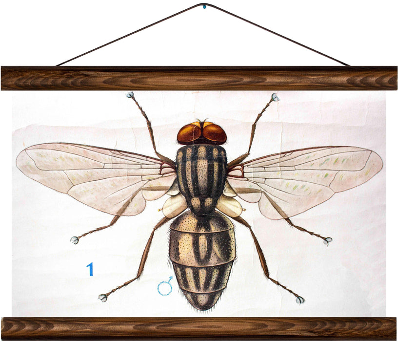 Housefly, reprint on linen - Josef und Josefine