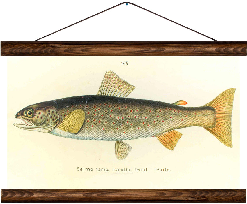 Brown trout, reprint on linen - Josef und Josefine