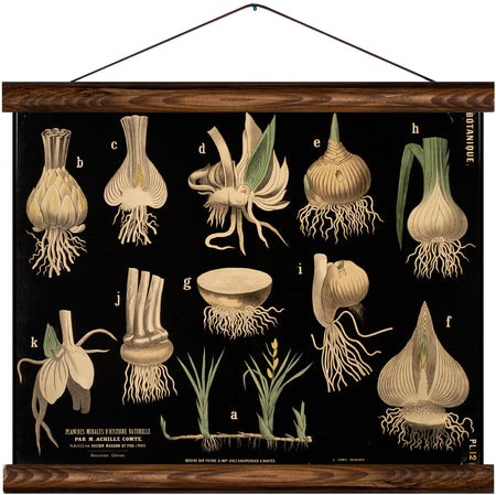 Tubers, reprint on linen - Josef und Josefine