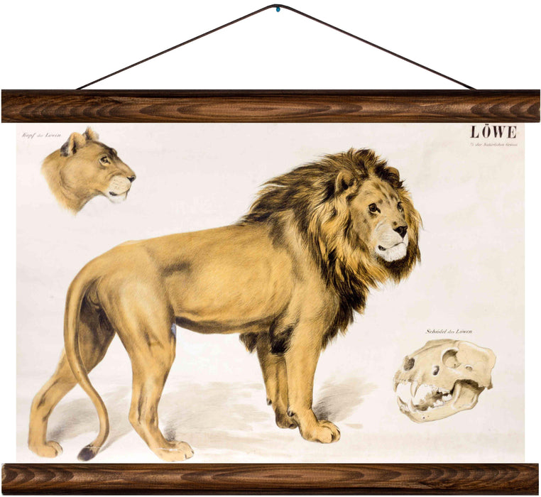 Lion, reprint on linen - Josef und Josefine