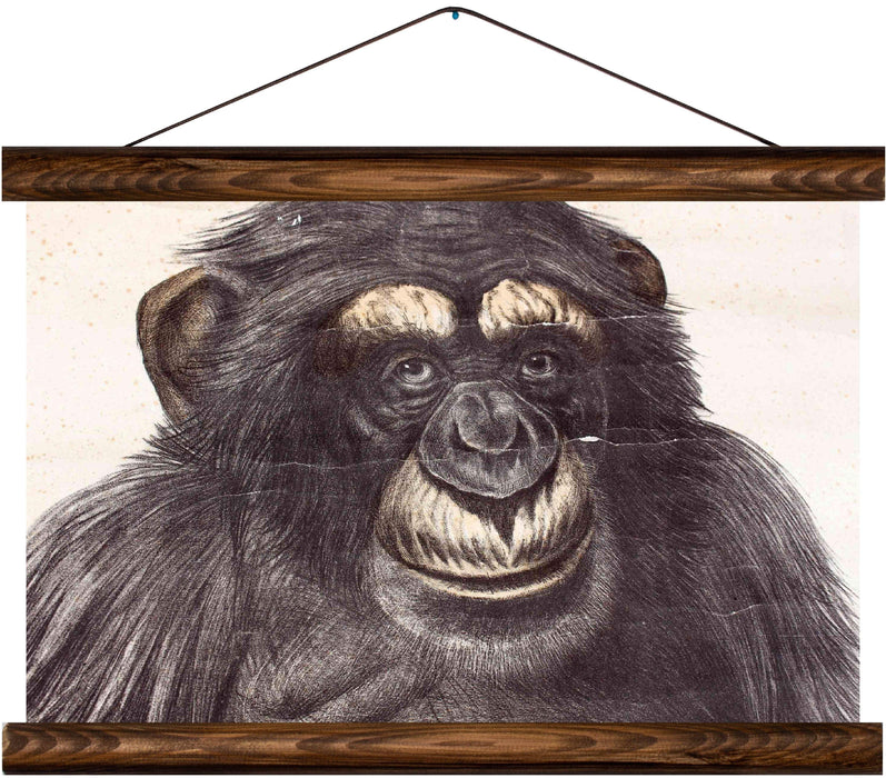 Chimpanzee, reprint on linen - Josef und Josefine