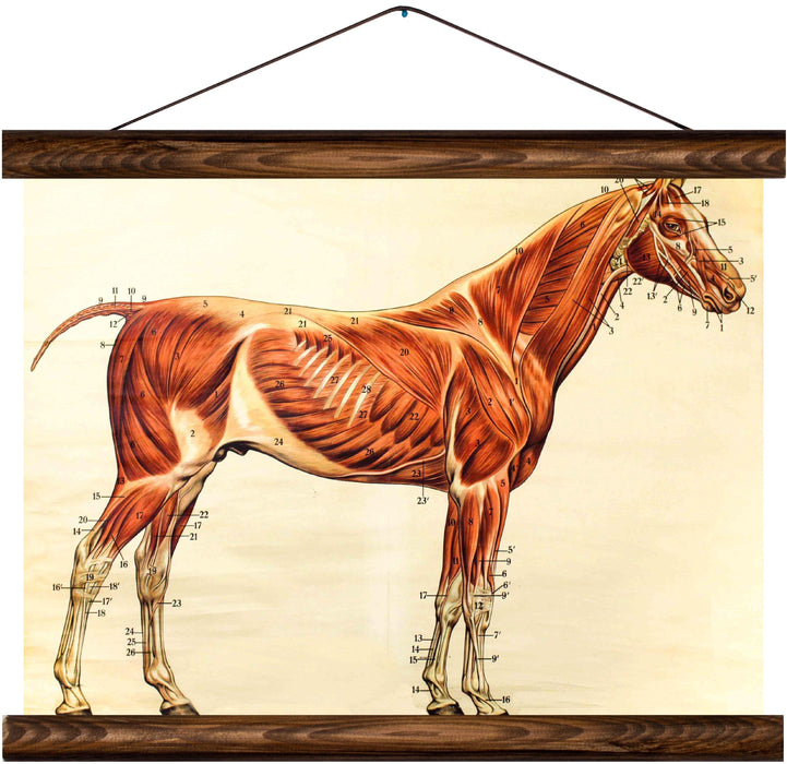 Horse, reprint on linen - Josef und Josefine