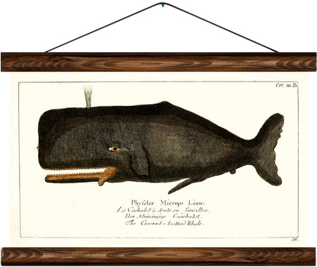 Whale, reprint on linen - Josef und Josefine