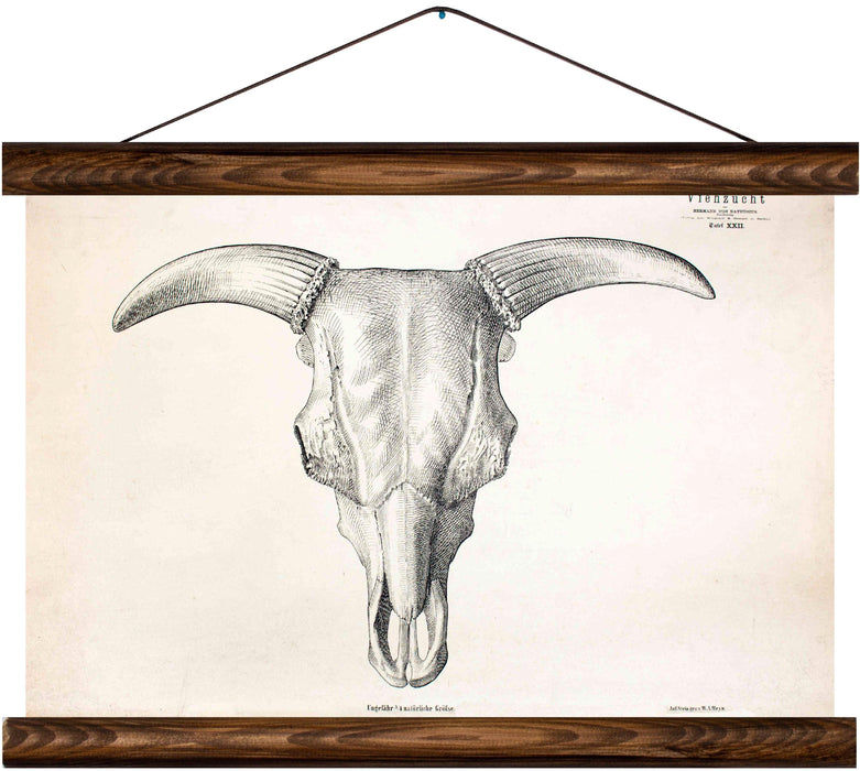 Goat skull, reprint on linen - Josef und Josefine