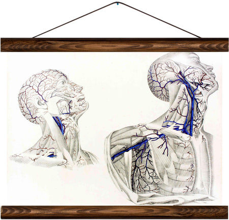 Human veins, reprint on linen - Josef und Josefine