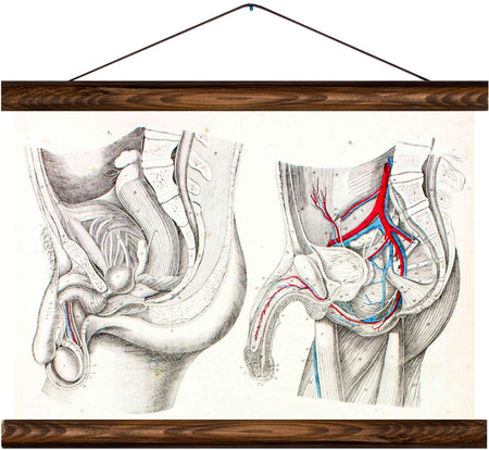 Human sex organs, reprint on linen - Josef und Josefine