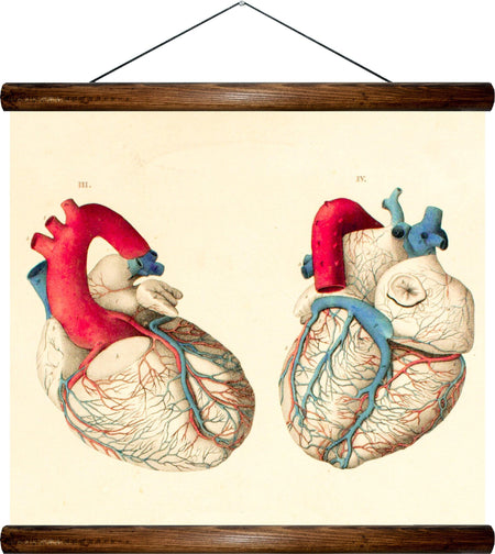 Human heart, reprint on linen - Josef und Josefine