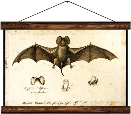 Bat, reprint on linen - Josef und Josefine