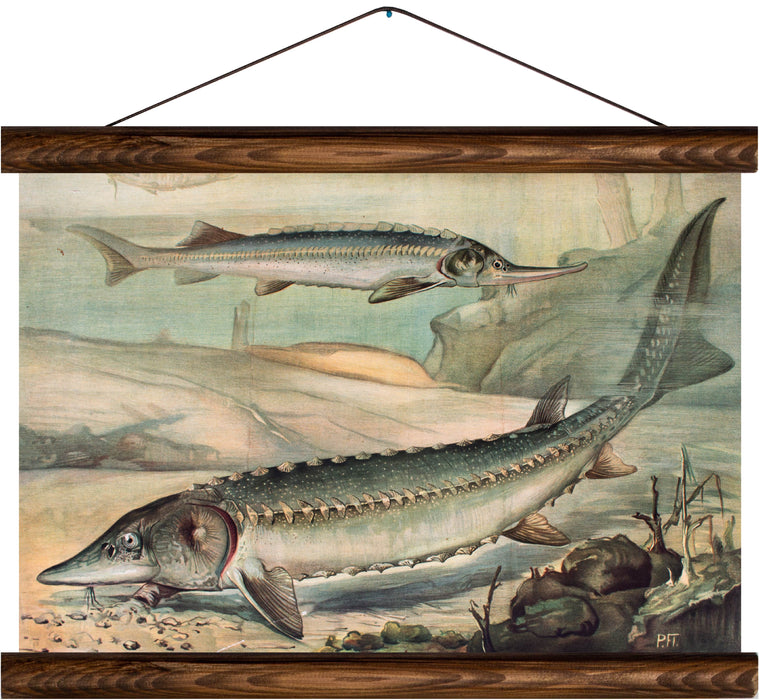 Sturgeons, reprint on linen