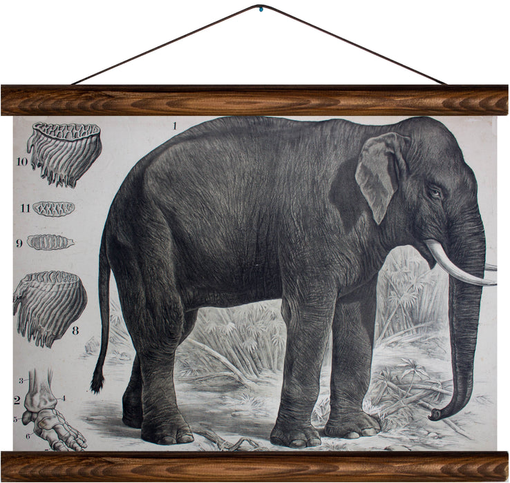 Elephant, reprint on linen