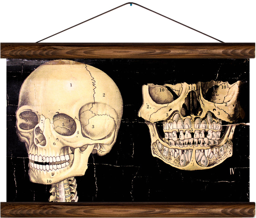 Human skull and jaw, reprint on linen