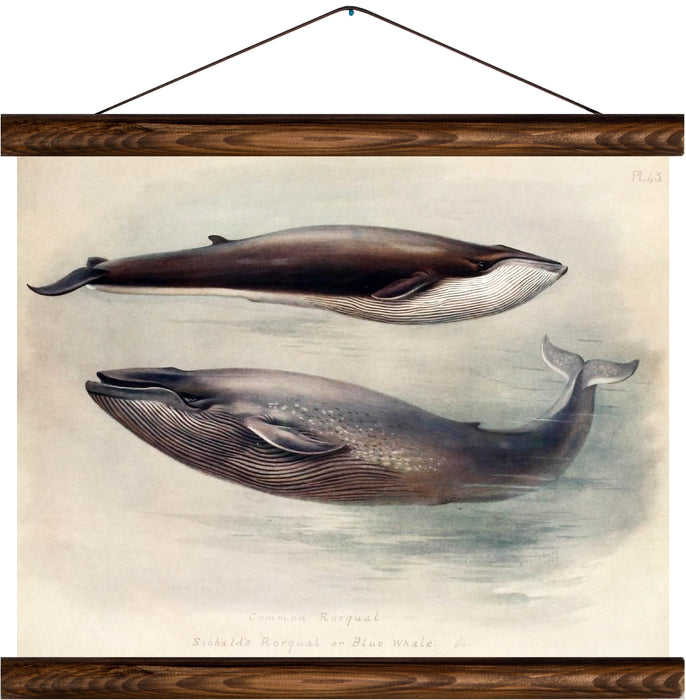 Blue whales, reprint on linen