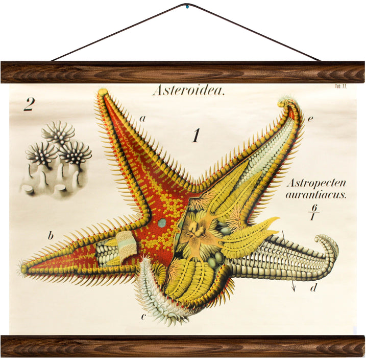 Starfish, reprint on linen