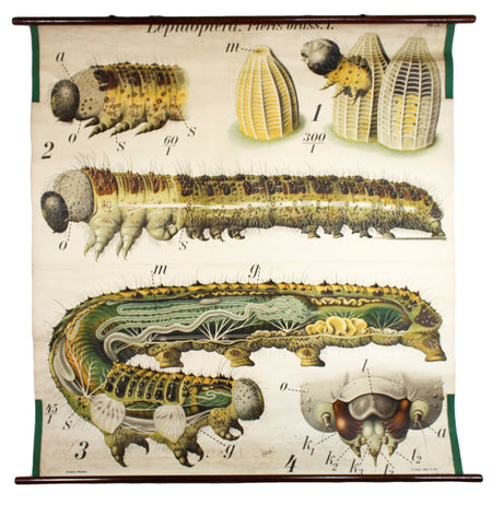 Raupe, Paul Pfurtscheller Zoological Wall Chart, Caterpillar, 1908 - Josef und Josefine