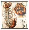 Tausendfüssler, Centipede by Paul Pfurtscheller, 1912 - Josef und Josefine