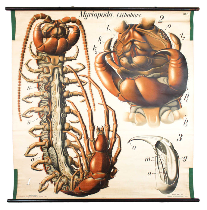 Tausendfüssler, Centipede by Paul Pfurtscheller, 1912 - Josef und Josefine