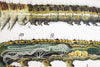 Raupe, Paul Pfurtscheller Zoological Wall Chart, Caterpillar, 1908 - Josef und Josefine