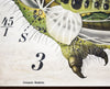 Raupe, Paul Pfurtscheller Zoological Wall Chart, Caterpillar, 1908 - Josef und Josefine