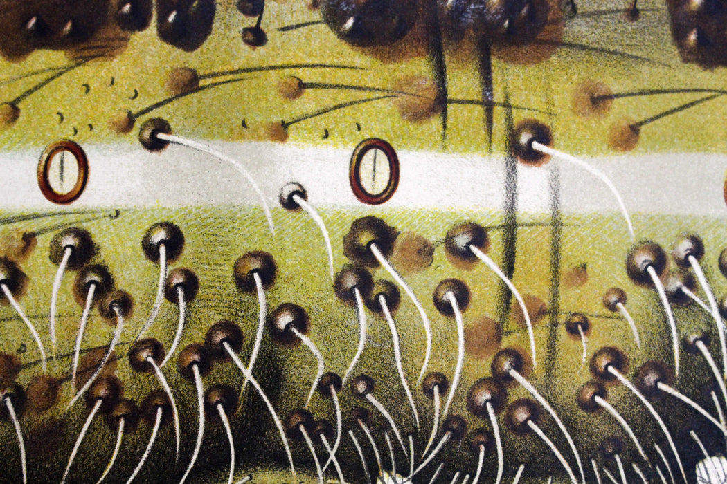 Raupe, Paul Pfurtscheller Zoological Wall Chart, Caterpillar, 1908 - Josef und Josefine